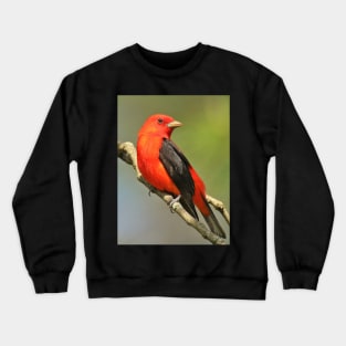 Scarlet Tanager Crewneck Sweatshirt